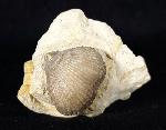 Cyclothyris globosa (ARNAUD 1872) - Bild © FossNet FossilienStore